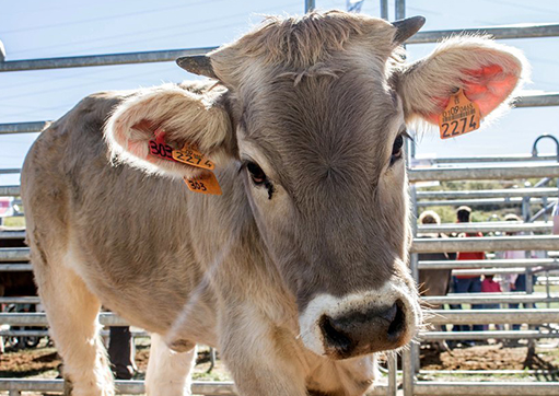 La Pobleta fête sa Foire aux Bestiaux 2025